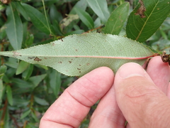 Salix lucida lucida