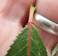 Salix lucida lucida