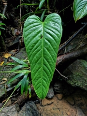 Image of Anthurium talamancae