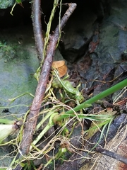 Anthurium talamancae