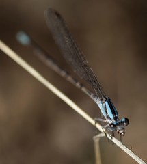 Argia immunda
