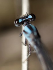 Argia immunda