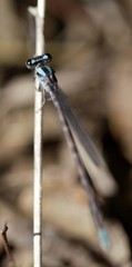 Argia immunda
