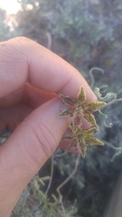 Fritillaria pinetorum