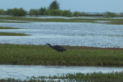 Egretta gularis