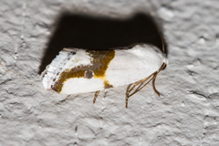 Ponometia dorneri