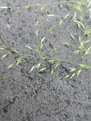 Agrostis scabra