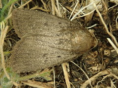 Amphipyra tragopoginis