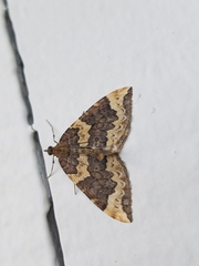 Eulithis destinata
