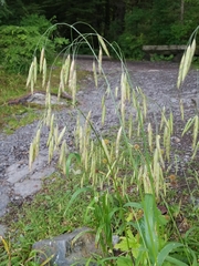Bromus sitchensis