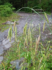 Bromus sitchensis