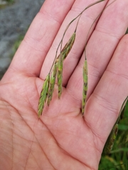 Bromus sitchensis