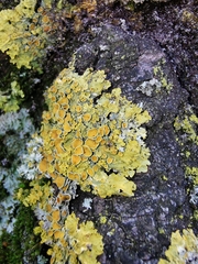 Xanthoria parietina