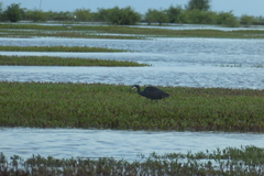 Egretta gularis
