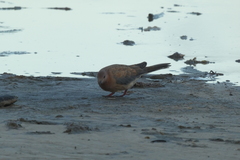 Streptopelia senegalensis