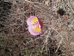 Calochortus plummerae