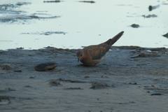 Streptopelia senegalensis