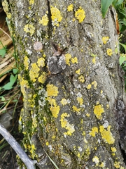 Xanthoria parietina
