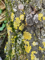 Xanthoria parietina