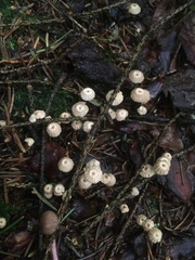 Marasmius wettsteinii