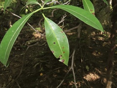 Mycosphaerella colorata