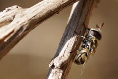 Copestylum marginatum