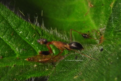 Hapalopezella maculata