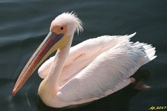 Pelecanus onocrotalus
