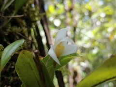 Maxillariinae