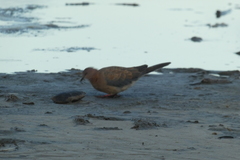 Streptopelia senegalensis