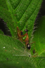 Hapalopezella maculata