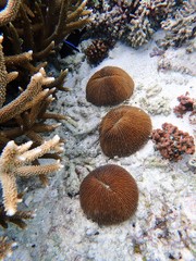 Fungia fungites