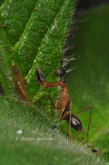 Hapalopezella maculata