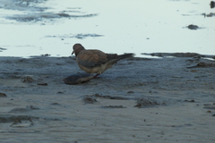 Streptopelia senegalensis
