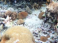 Fungia fungites