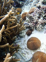Fungia fungites