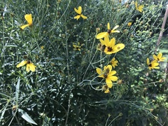 Angiospermae