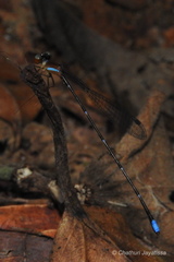 Ceylonosticta brincki