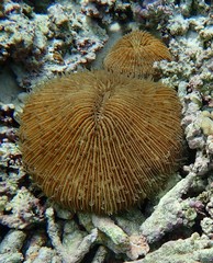 Fungia fungites