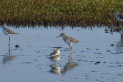 Charadrius