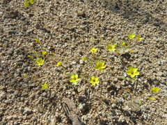 Leptosiphon chrysanthus