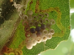 Trissolcus