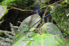 Vestalis nigrescens
