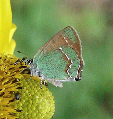 Callophrys affinis apama