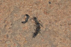 Ophthalmopone berthoudi