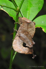 Orchetypus