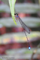 Ceylonosticta anamia