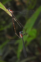 Ceylonosticta brincki