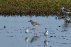 Charadrius