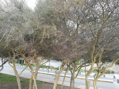 Geoffroea decorticans